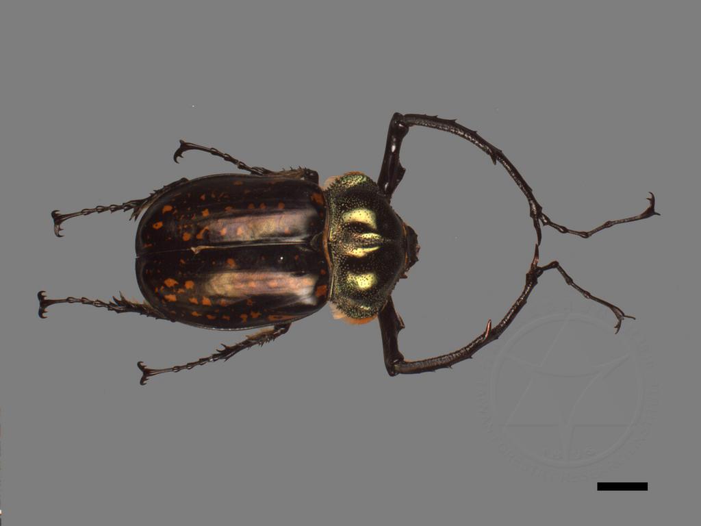 標本 Cheirotonus formosanus 54mm Cheirotonus formosanus 54mm - メルカリ